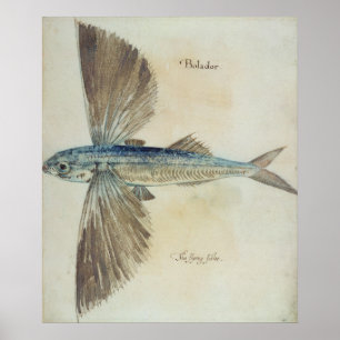 Poster Poisson volant