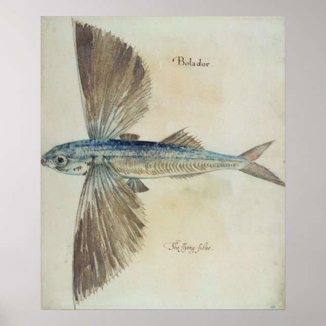 Poster Poisson volant (Devant)