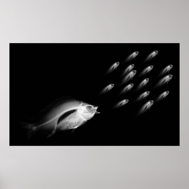 POSTER POISSON XRAY CHASE NOIR GRIS (Devant)