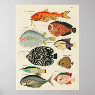 Poster Poissons