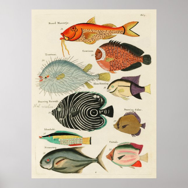 Poster Poissons (Devant)