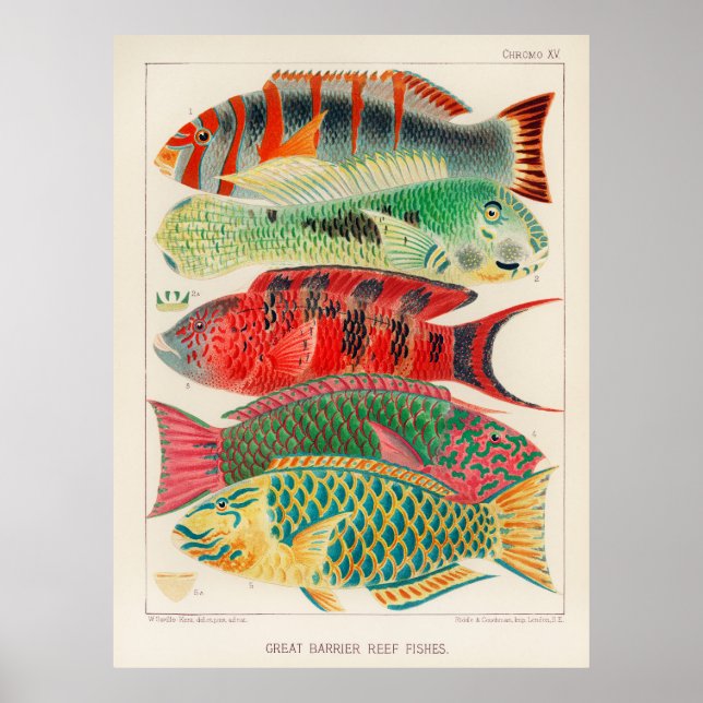 Poster Poissons 2 (Devant)