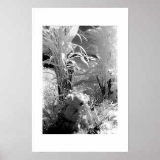 Poster Poissons au Jardin d'Eden