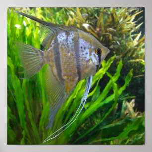 Poster Poissons d'ange