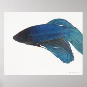 Poster Poissons de combat siamois bleus