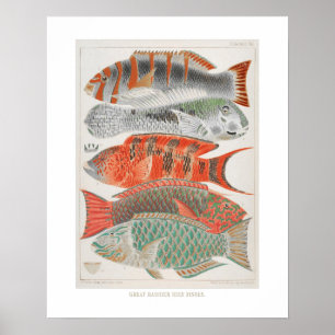 Poster Poissons de la Grande barrière de corail dans le