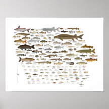Poissons de l'Iowa