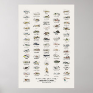 Poster Poissons de l'océan tempéré - Bibliothèque du natu