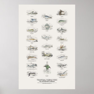 Poster Poissons de l'océan tropical - Bibliothèque du nat