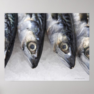 Poster Poissons de maquereau, crochet frais du jour