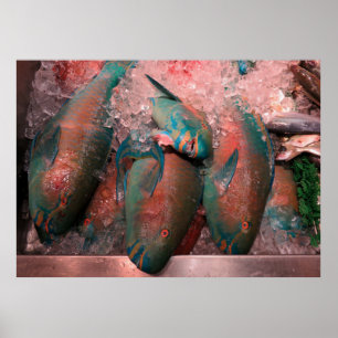 Poster Poissons de perroquet