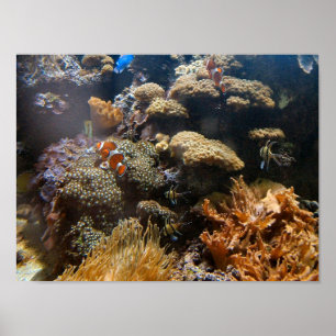 Poster Poissons de récif - Clownfish