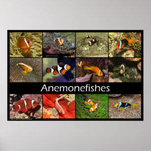 Poster Poissons des anémones / Poissons clowns