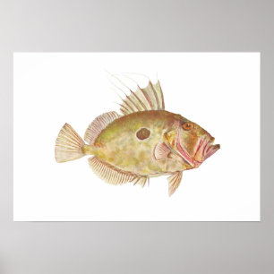 Poster Poissons - doris de John - Zeus Faber