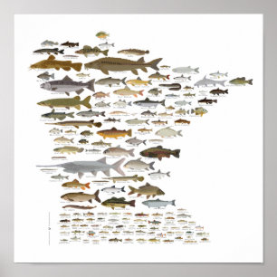 Poster Poissons du Minnesota