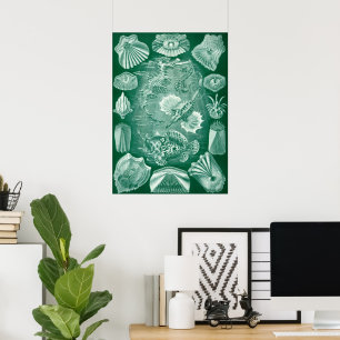 Poster Poissons et coquilles de Teleostei vintage par Ern
