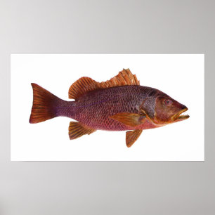 Poster Poissons - loup de mer pourpre - superbus de