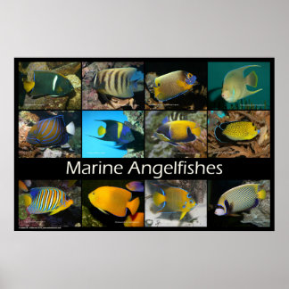 Poster Poissons marins