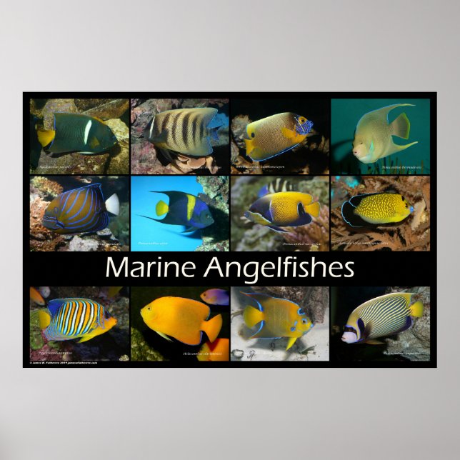 Poster Poissons marins (Devant)
