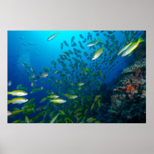 Poster Poissons tropicaux de la mer de corail