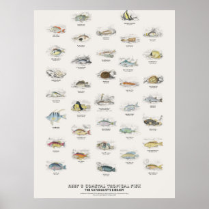 Poster Poissons Tropicaux de Récif et Côtiers - Bibliothè