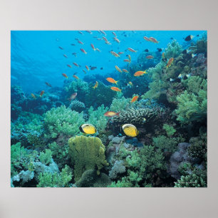 Poster Poissons tropicaux nageant au-dessus du récif