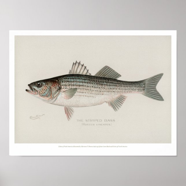 Poster Poissons vintages - Basse rayée (Devant)