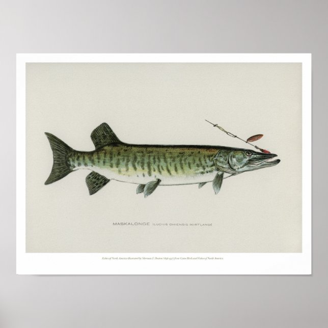 Poster Poissons vintages - Maskalonge (Devant)