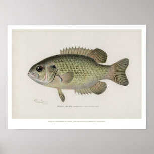 Poster Poissons vintages - poissons de basse de roche -