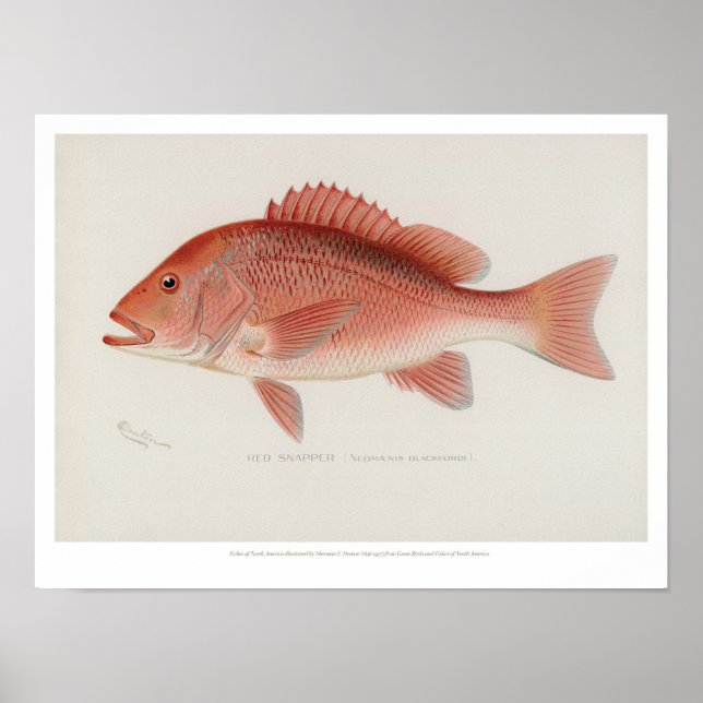 Poster Poissons vintages - Red Snapper (Devant)