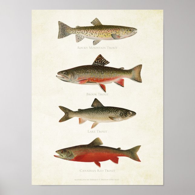 Poster Poissons vintages - Trouts (Devant)