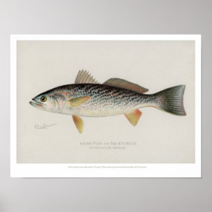Poster Poissons vintages - truite de mer