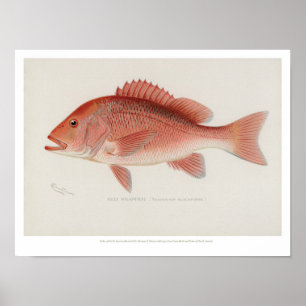 Poster Poissons vintages - vivaneau