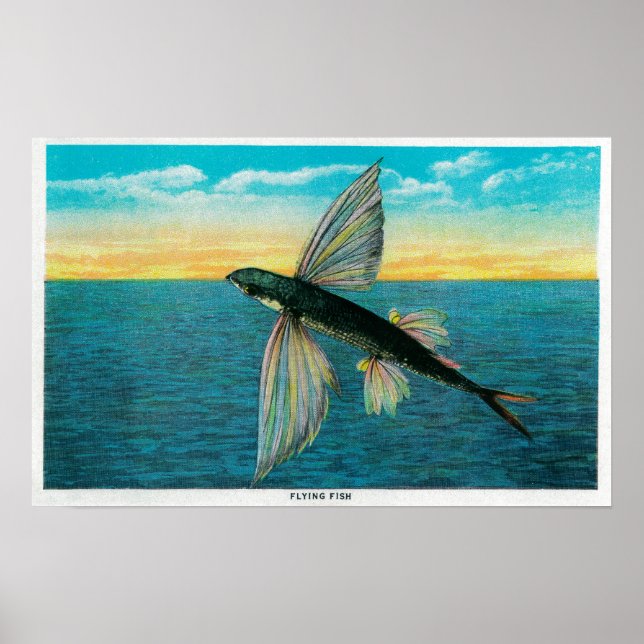 Poster Poissons volants à l'île Catalina (Devant)