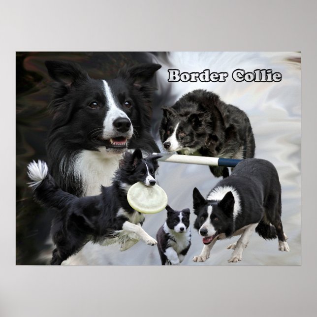 Poster poitrine de collie (Devant)