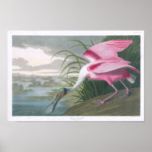 Poster Poitrine rose, John James Audubon Fine Art