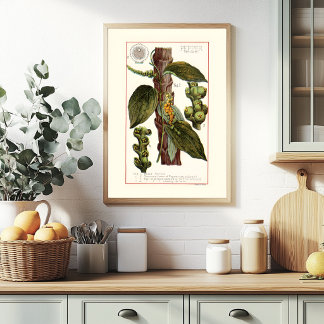 POSTER POIVRE - ILLUSTRATION BOTANIQUE VINTAGE