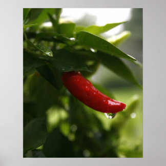 Poster Poivre rouge dans la pluie