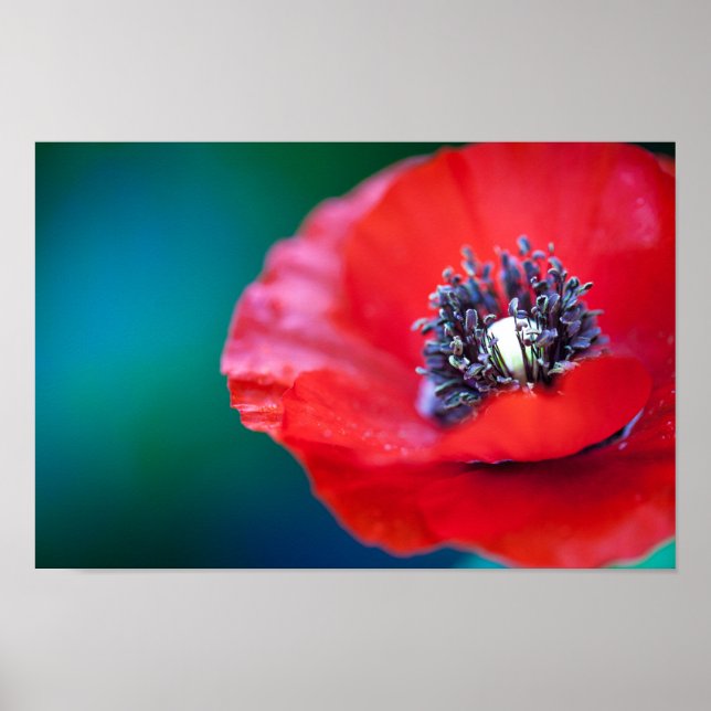 POSTER POIVRE ROUGE FERMER (Devant)
