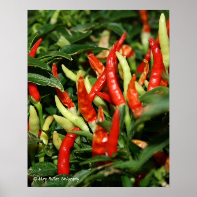 Poster Poivrons (Devant)