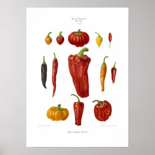 Poster Poivrons