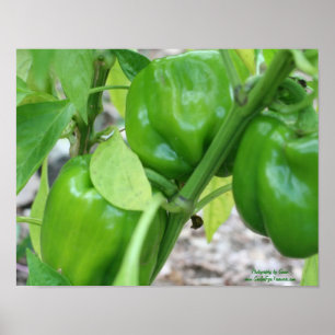 Poster Poivrons De Jardin Verdoyants Sur La Vigne