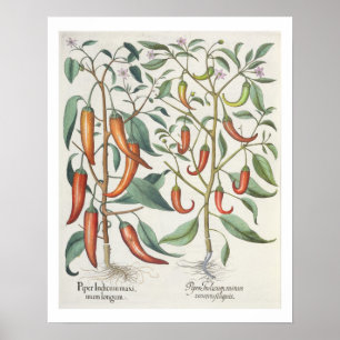 Poster Poivrons : longum de maximum de 1.Piper Indicum ;