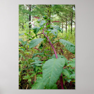 Poster Pokeweed