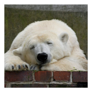 Poster Polar_Bear_2015_0301