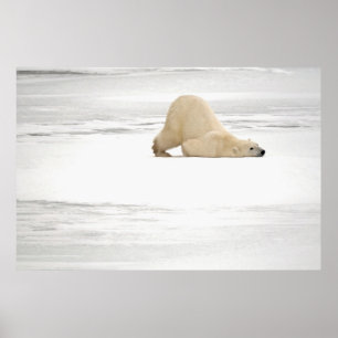 Poster Polar bear scratching itself on frozen tundra