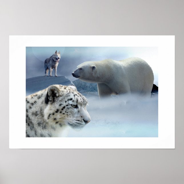 Poster Polar Ours-Husky-Snow Leopard (Devant)