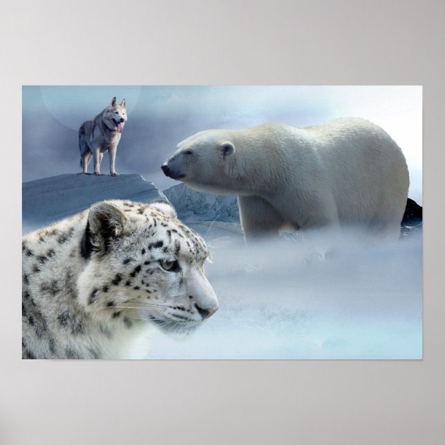 Poster Polar Ours-Husky-Snow Leopard (Devant)
