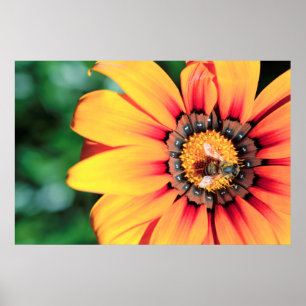 Poster Pollen de close-up extrême de A Bee Collecting