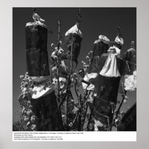 Poster Pollinisation contrôlée, Pear Orchard, UCD, 1966